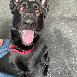 Photo of Atlas