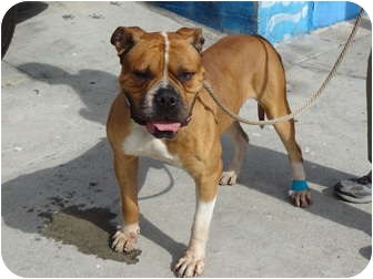 bullmastiff and boxer mix bullmastiff and boxer mix