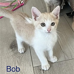 Thumbnail photo of Bob #1