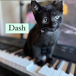 Thumbnail photo of Dash #1