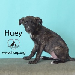 Thumbnail photo of Huey #1