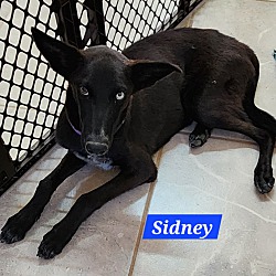 Thumbnail photo of Sidney #2