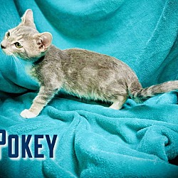 Thumbnail photo of Pokey #2