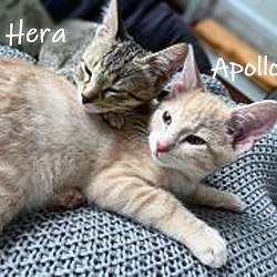 Thumbnail photo of Apollo #2