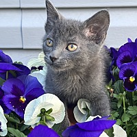 adopt a pet