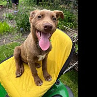 adopt a pet