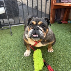 Kaira, English Bulldog Mixed Breed (Medium)