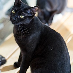 Thumbnail photo of Sponsored Black Cats #4
