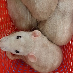 Photo of Female Rats
