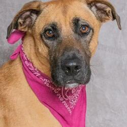 salina animal shelter salina animal shelter
