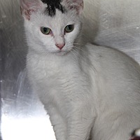 Photo of Raven (Spayed/Combo Tested)
