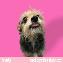 Photo of Trudy