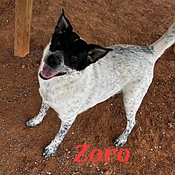 Photo of Zoro
