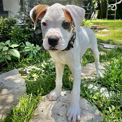 purebred boxer puppies purebred boxer puppies