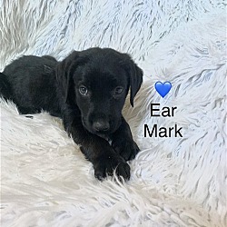 Photo of Ear Mark