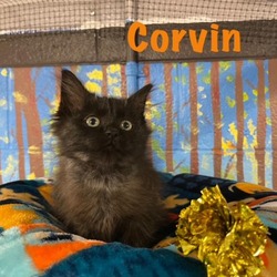 Photo of CORVIN