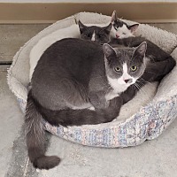 adopt a pet