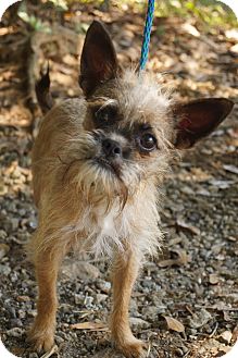 brussels griffon and chihuahua mix
