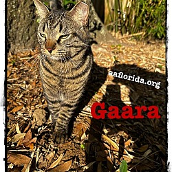 Thumbnail photo of Gaara #1