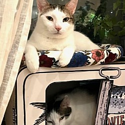 Thumbnail photo of Rusty and Poe: Bonded Lap Kitties #4