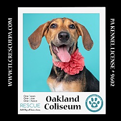 Thumbnail photo of Oakland Coliseum (Ballpark Pups) 050424 #2