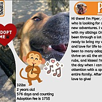 adopt a pet
