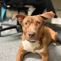 adopt a pet