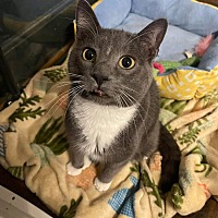 adopt a pet