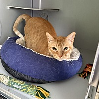 adopt a pet