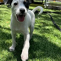 adopt-pet