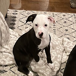 American Bulldog Puppies For Sale In Milwaukee Wisconsin Adoptapet Com American Bulldog Puppies For Sale In Milwaukee Wisconsin Adoptapet Com