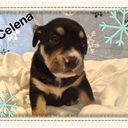 Thumbnail photo of Celena #2