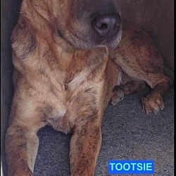 Photo of Tootsie