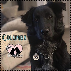 Photo of Columba