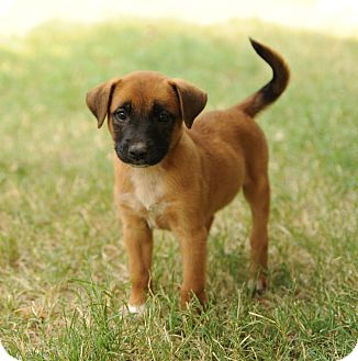 boxer mix puppies for sale near me