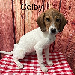 Thumbnail photo of Colby  (Available 5/18/24) #2