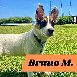 Thumbnail photo of Bruno M (pup of Phoenix) #2