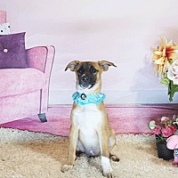adopt a pet