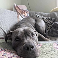 adopt-pet