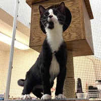 adopt a pet