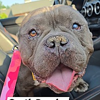 adopt a pet