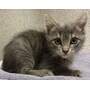 ARAPUCA - Domestic Shorthair available for adoption