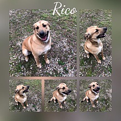 Thumbnail photo of Rico #3