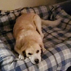 Photo of Cooper