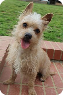 blonde silky terrier