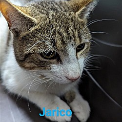 Photo of Jarico