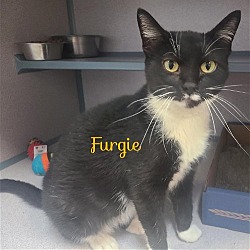 Photo of Furgie