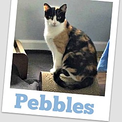 Thumbnail photo of Pebbles #1