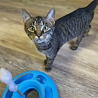 adopt a pet