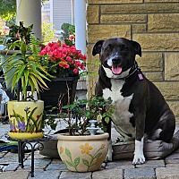 adopt-pet